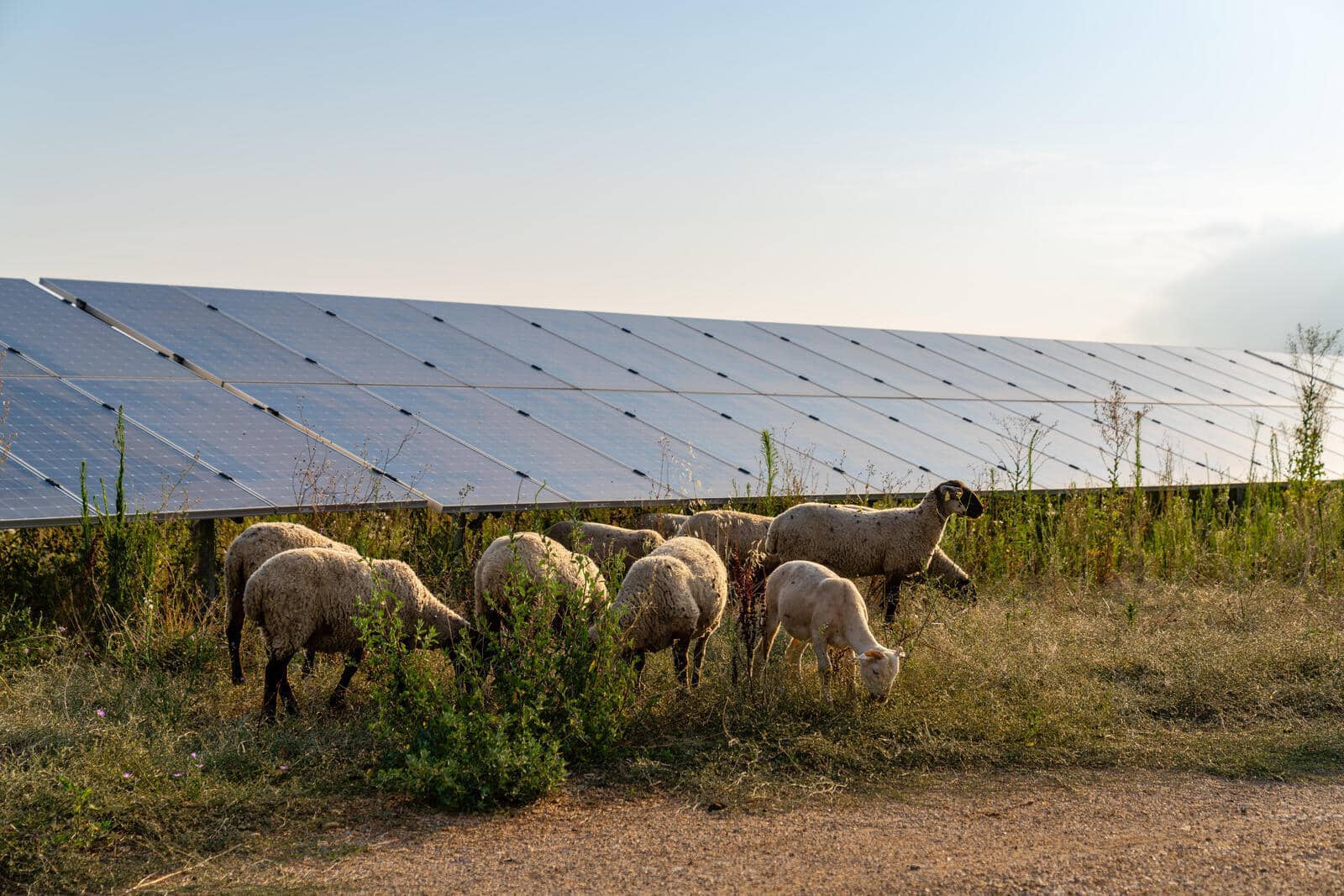 Agrivoltaïsme et ovins