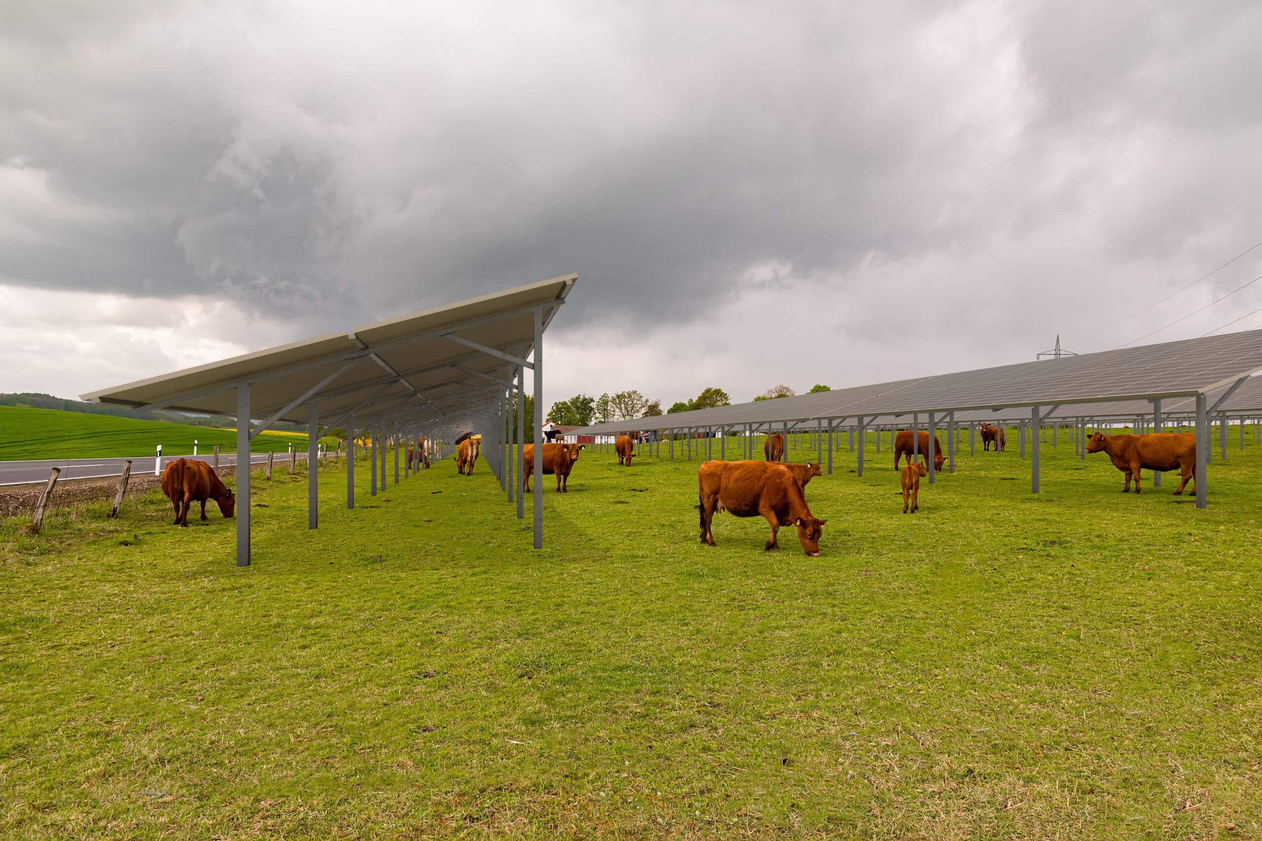 a little hed of brown cows and calves graze in a geen meadow near the farm in a sunny day