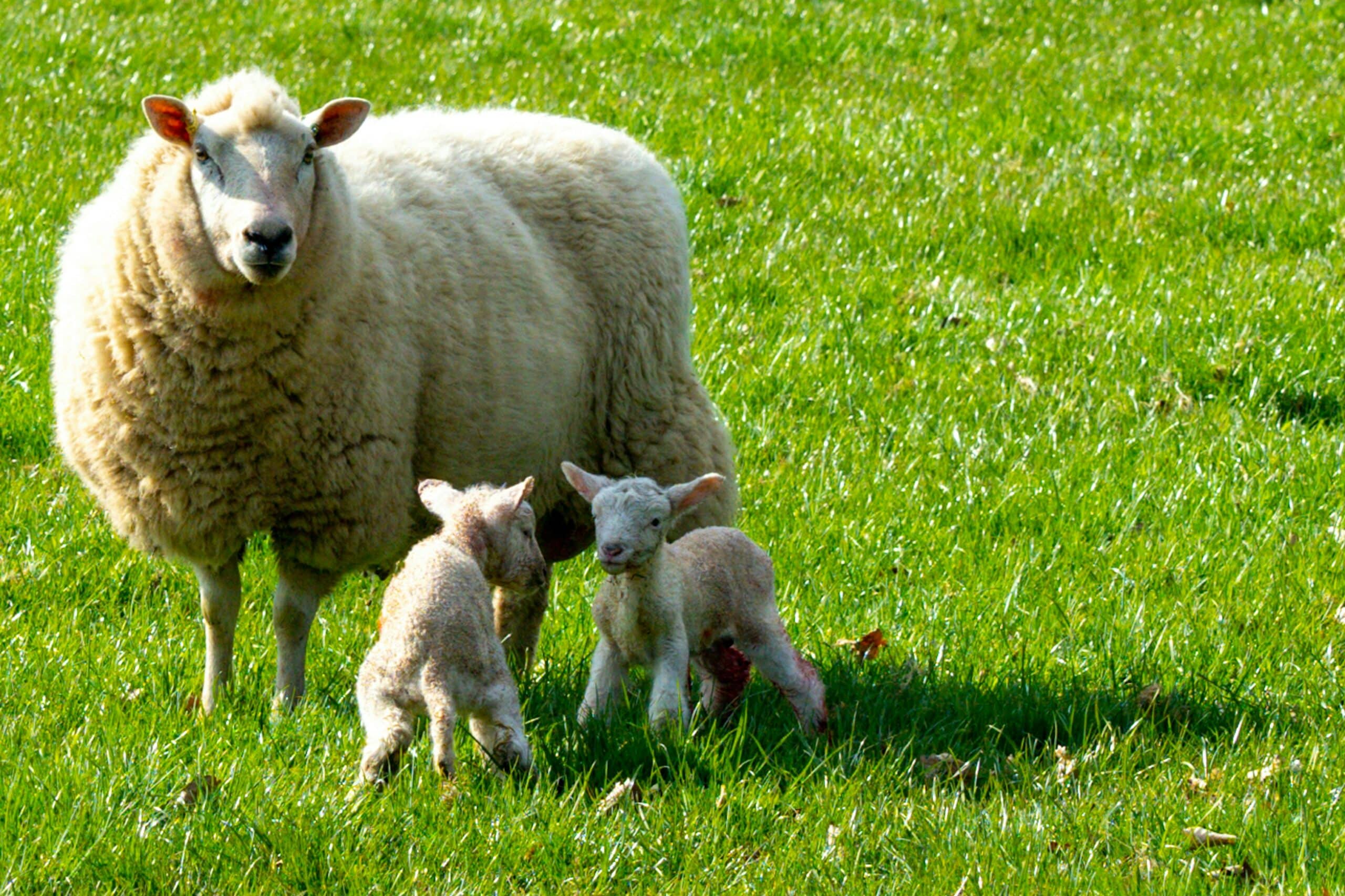 Agrivoltaïsme et élevage ovin