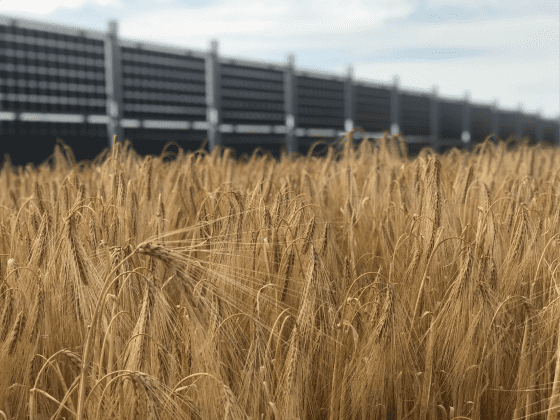 Ombrière photovoltaïque agricole du channay