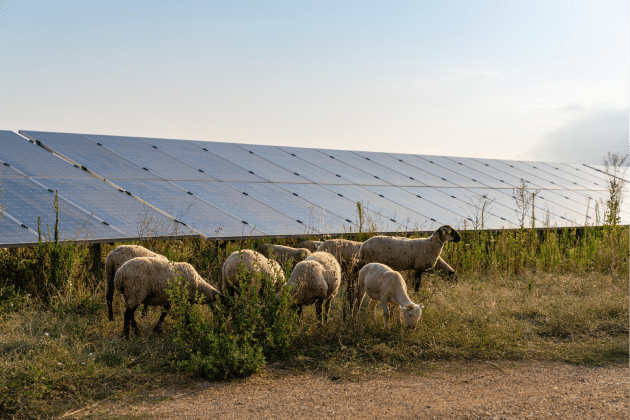 ombrières photovoltaïques agricoles pour élevage