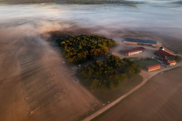 élevage bovin et agrivoltaïsme