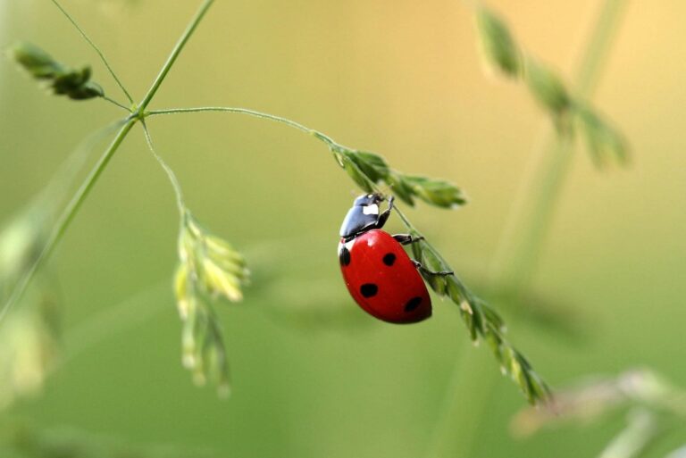 Coccinelle auxiliaire de culture