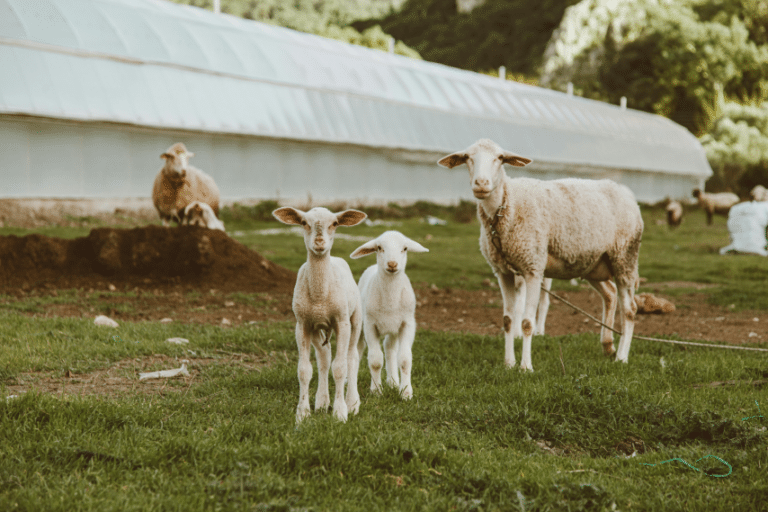 transition agroécologique